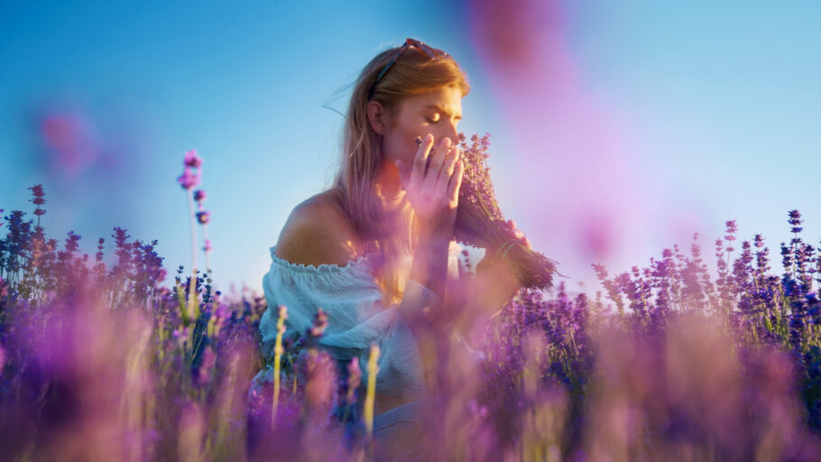 A lavanda é muito mais do que apenas uma planta aromática