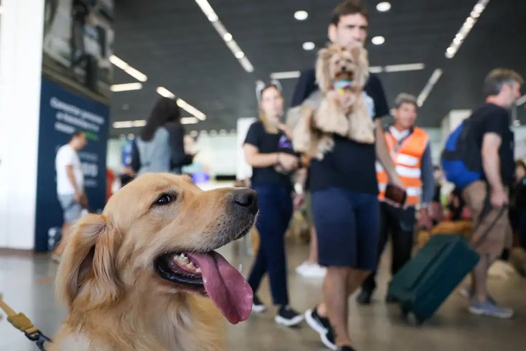 Novas regras incluem rastreamento em tempo real, apoio veterinário e comunicação direta com os tutores dos pets