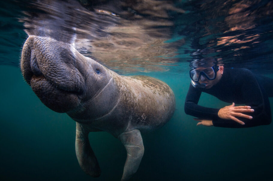 Gigantes, os peixe-bois são muito dóceis, mas o nado com eles tem regras rígidas