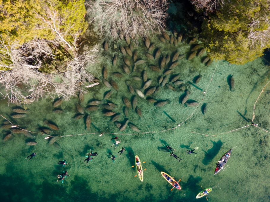 Manatees nas águas quentes das springs em Crystal River, na Flórida; veja mais fotos neste link