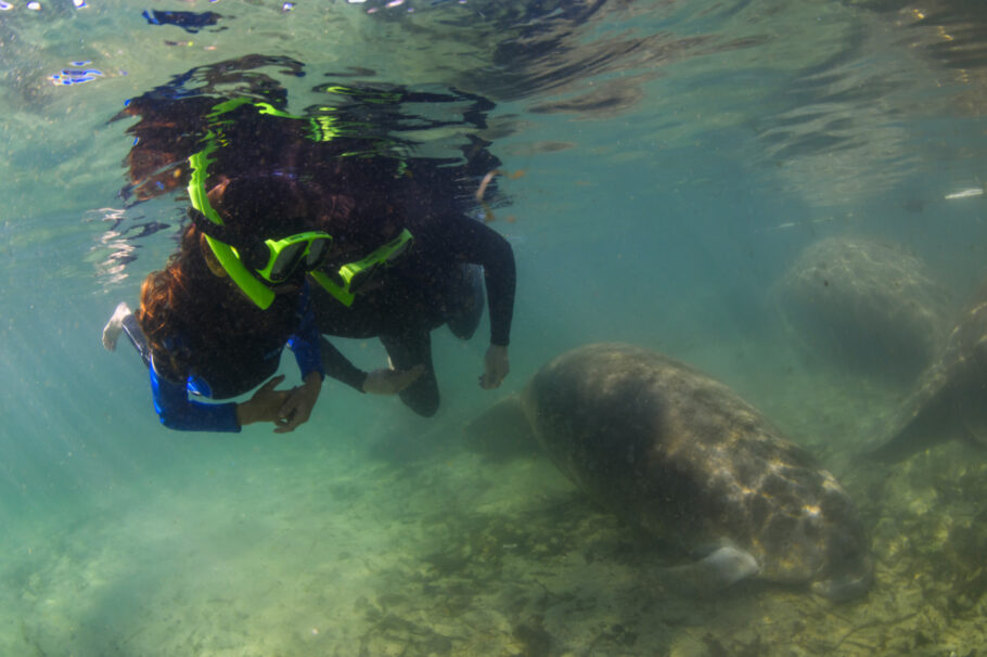 Nado com manatees tem regras rígidas, e não pode jamais encostar no animal; veja mais fotos neste link