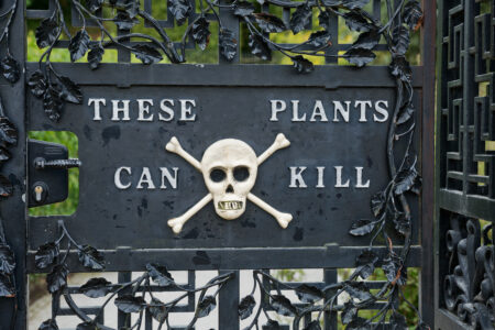 Localizado na Inglaterra, o Poison Garden, ou jardim venenoso em português, faz parte de um jardim maior, o Alnwick Garden.