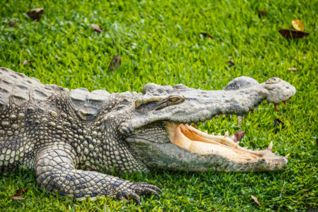 Na lista de lugares naturalmente perigosos no mundo, não pode faltar a Ilha Ramree. Localizada na Myanmar, antiga Birmânia, essa ilha asiática abriga diversos crocodilos de água salgada.