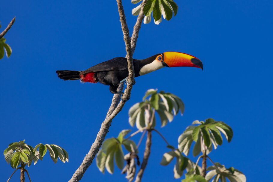 A primavera é ideal para observação da fauna em Bonito