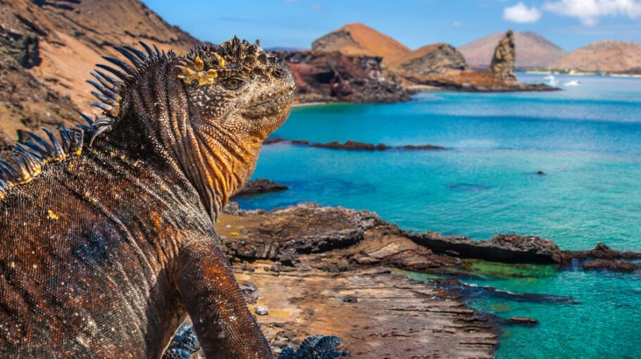 Galapagos Islands. Ecuador. Marine Iguana on the Pacific Ocean beach. The beach of the Galapagos Islands. Pacific Ocean.