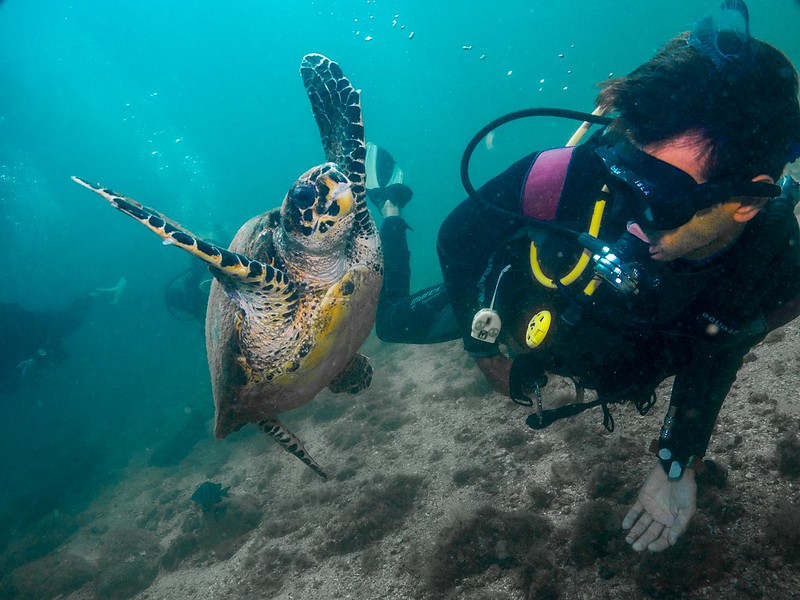 Ilhabela tem um dos melhores pontos de mergulho do litoral norte de SP