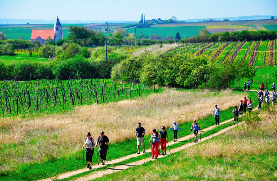 Turistas caminham por vinhedos na Morávia do Sul