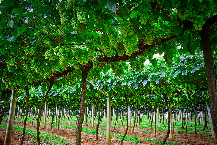 Amantes do vinho que desejam explorar o Roteiro do Vinho vão gostar de visitar a cidade durante a colheita da uva