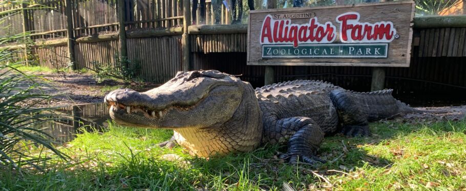 Alligator Farm abriga 24 espécies de crocodilos