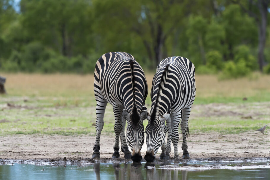 Zebras no Hwange National Park, no Zimbábue