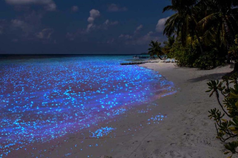 O fenômeno natural transforma o oceano em um espetáculo de luzes brilhantes à noite