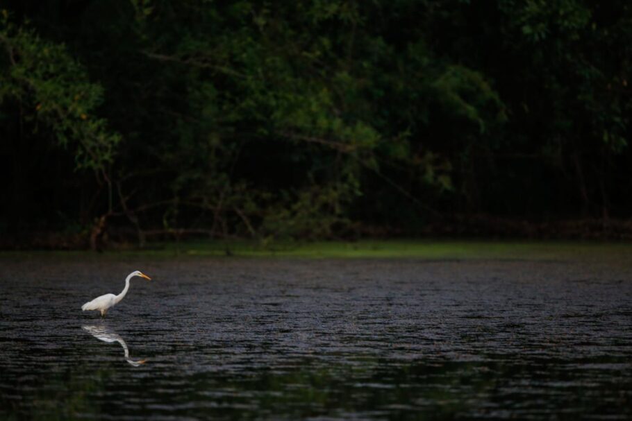 A Ilha do Marajó tem natureza exuberante