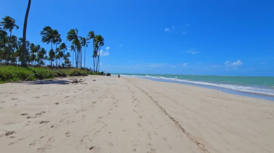 Mar azul, falésias imponentes e coqueirais a perder de vista: descubra o encanto das praias paradisíacas do Nordeste