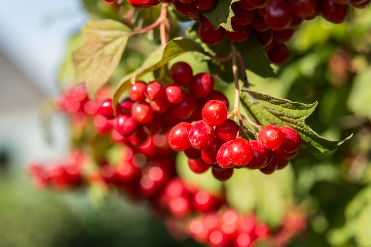 O cranberry é uma fruta que pode ser a chave para reduzir o risco de infecções urinárias, especialmente em mulheres e crianças