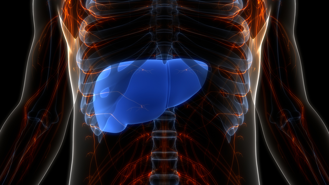 3D Illustration Concept of Human Internal Digestive Organ Liver Anatomy