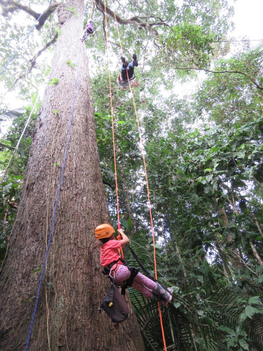 Juma Amazon Lodge oferece a experiência de escalar uma árvore