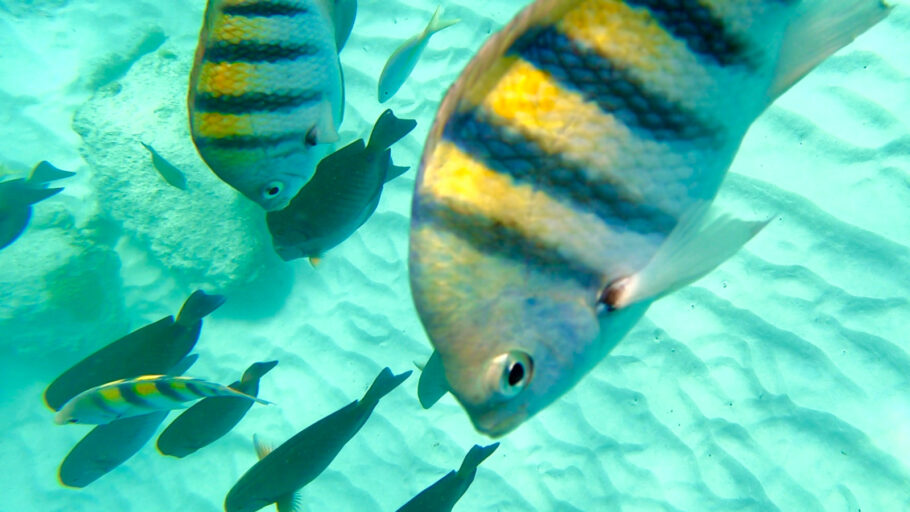 Peixinhos coloridos durante snorkel em Aruba