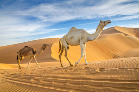 O deserto da Arábia possui 2.300.000 km² de extensão e abrange a Arábia Saudita, Jordânia, Síria, Iraque, Omã, Iêmen e Kuwait.