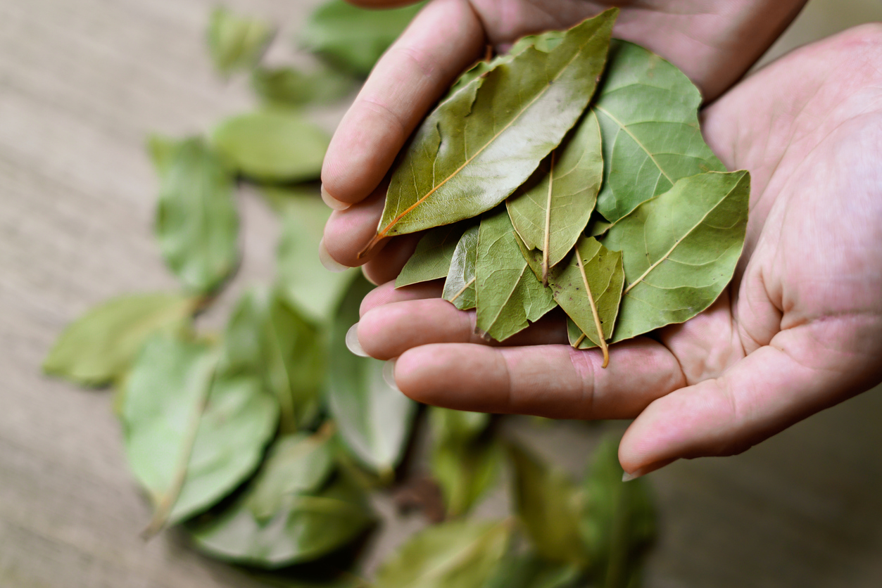 Rico em antioxidantes e propriedades terapêuticas, o louro é um aliado versátil na cozinha e na saúde.