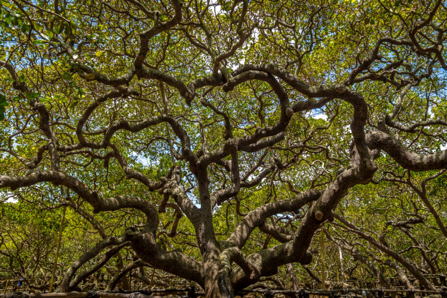 O Maior Cajueiro do Mundo – Pirangi, Rio Grande do Norte, Brasil