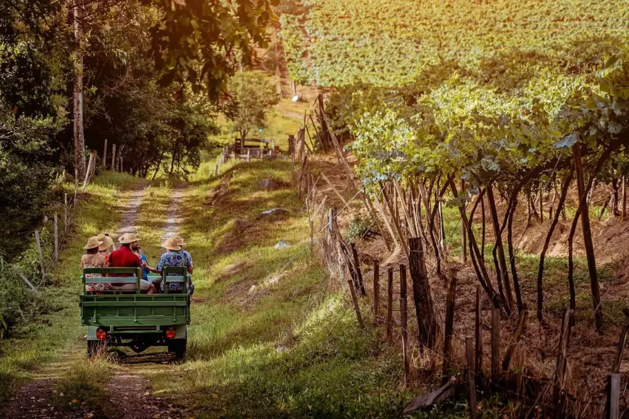 Vindima na Serra Gaúcha: experiência inesquecível entre parreirais e vinhos