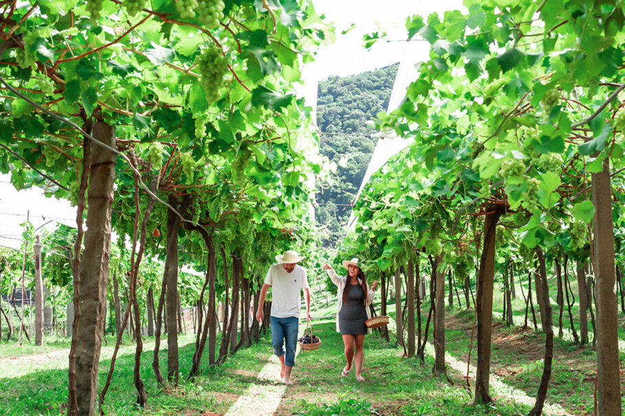 Nos sábados de janeiro, Jolimont realiza o Tour Safra, com uma experiência imersiva no mundo do vinho