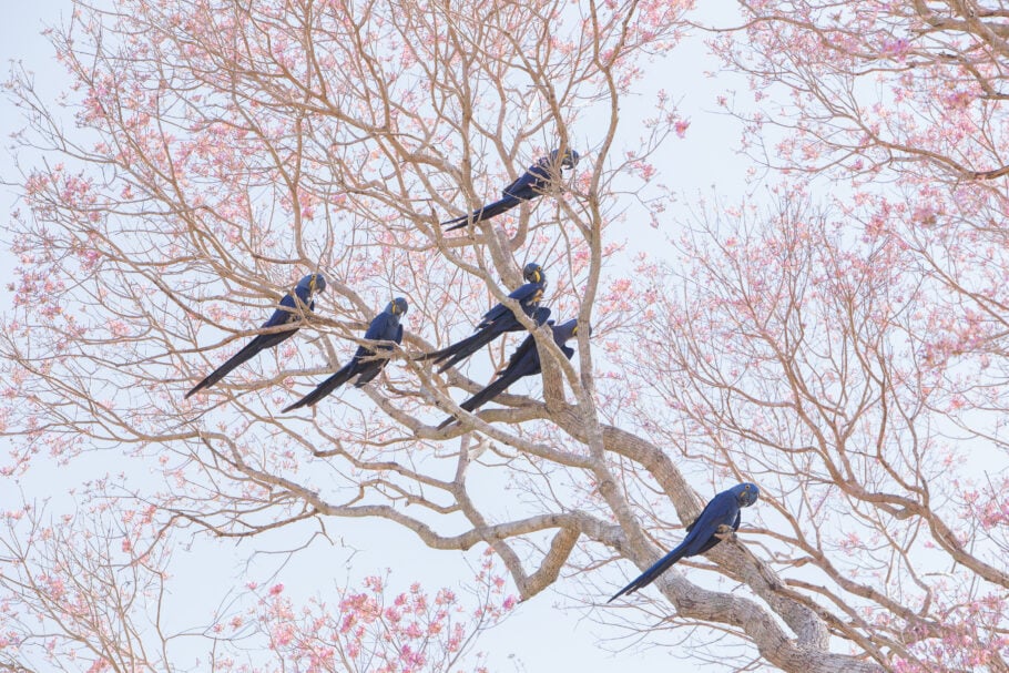 As araras-azuis fazem parte da diversa fauna que pode ser avistada no Pantanal