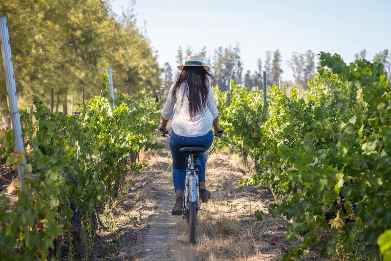 Turista passeia de bike por vinhedos no Chile