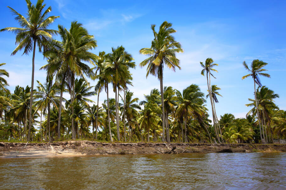 Palmeiras à beira do rio, Ilha Atalaia, Canavieiras, Bahia, Brasil, América do Sul.