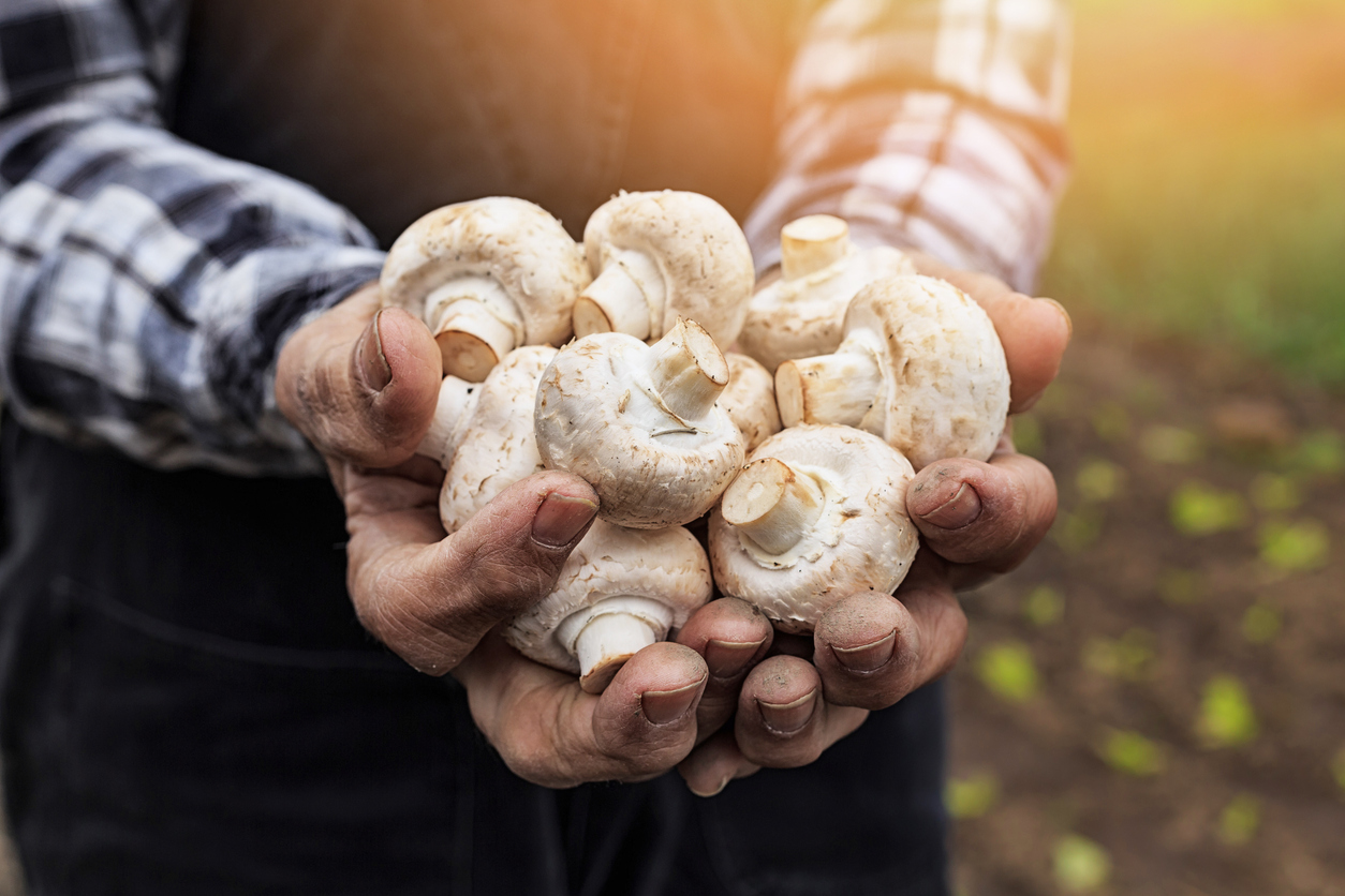 Os cogumelos brancos são ricos em nutrientes e ajudam na prevenção de diversas doenças.