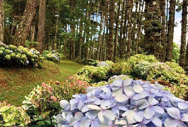 Uma das atrações do Parque Oschin é o Caminho das Hortênsias