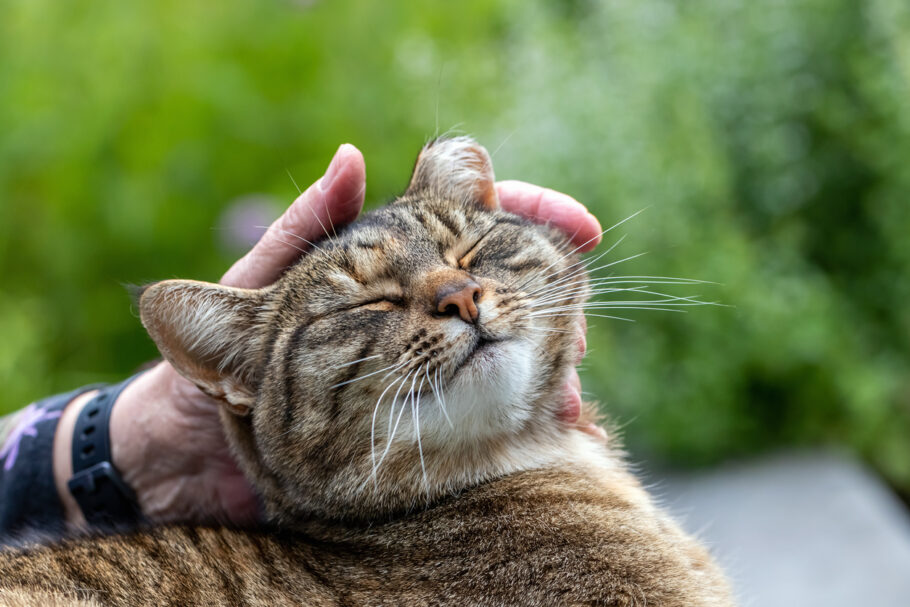 Se você deseja melhorar seu relacionamento com seu gato, experimente praticar o piscar lento