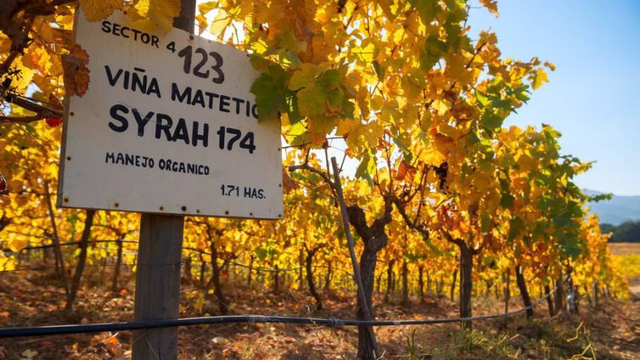 Os vinhedos da vinícola Matetic