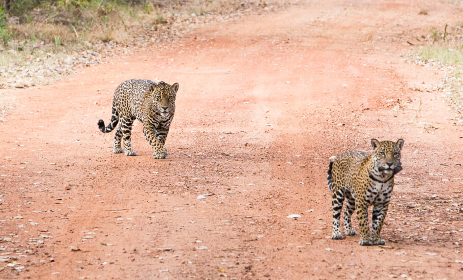 Visitantes podem observar os animais da região, como a onça-pintada, com segurança