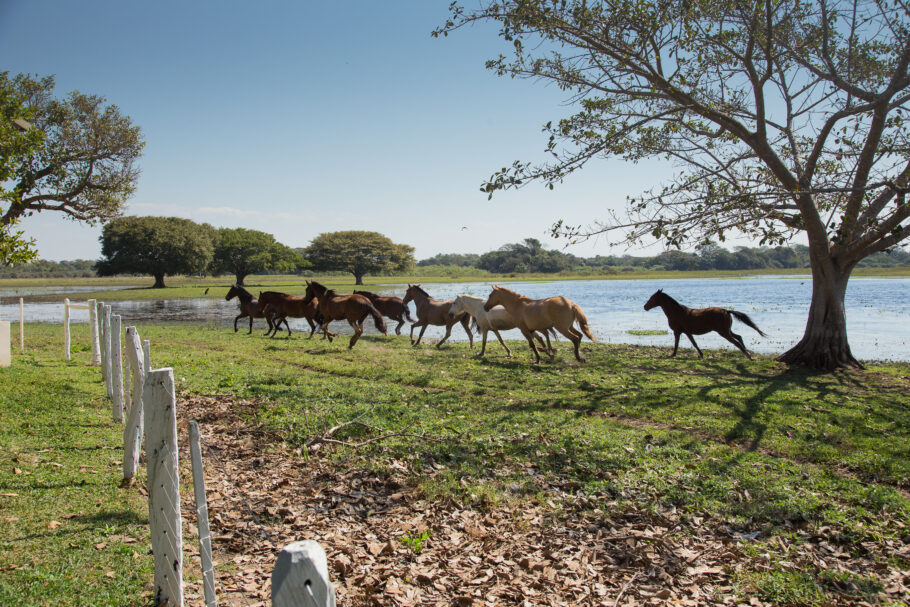 Passeios à cavalo são algumas das atividades possíveis para quem se hospeda em uma fazenda pantaneira