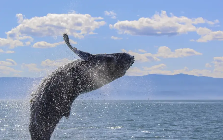 Baleia-jubarte é vista no litoral norte
