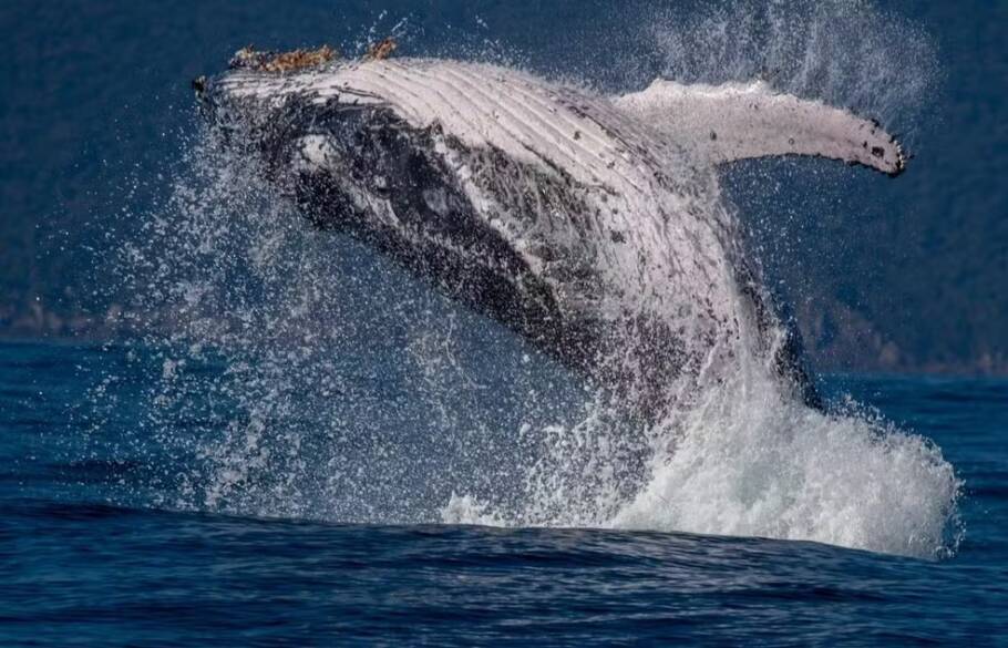 Baleia-jubarte saltando em Ilhabela (SP)