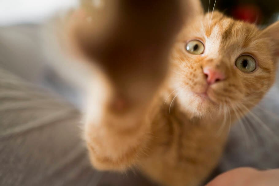 Os gatos usam o olfato para diferenciar conhecidos de desconhecidos