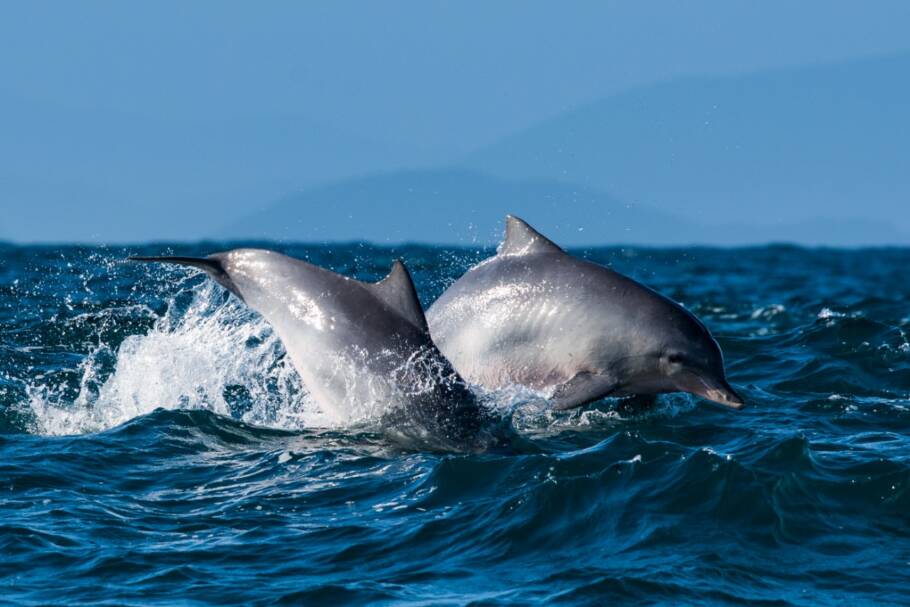 Golfinhos são vistos na região de Ilhabela, no litoral norte de SP