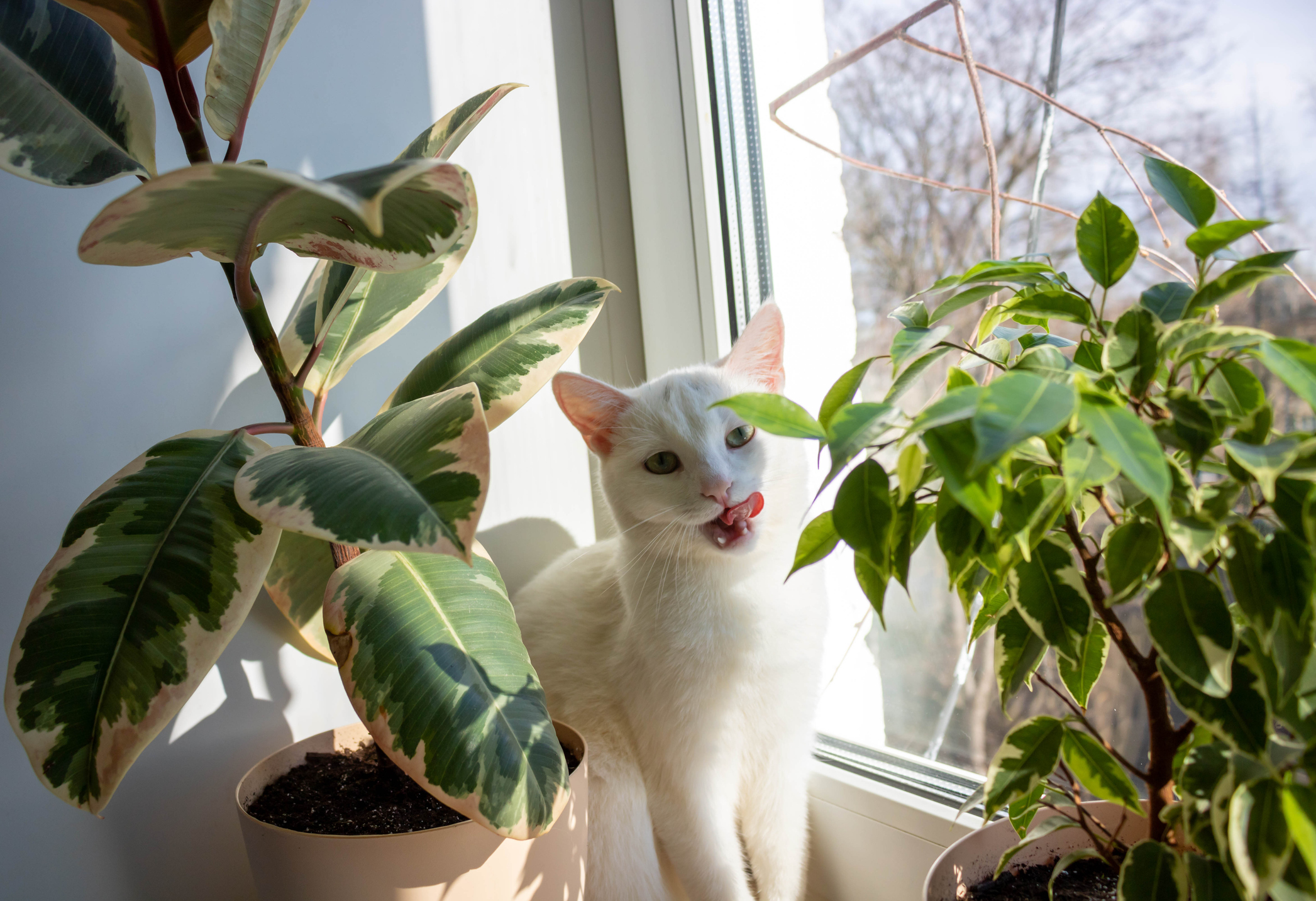 Gatos adoram mastigar folhas, mas nem todas são seguras. Identificar plantas tóxicas pode salvar a vida do seu pet.