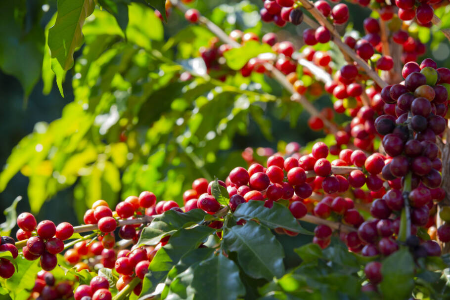 Apesar de trazer diversos benefícios à saúde, o consumo em excesso pode gerar alguns efeitos negativos