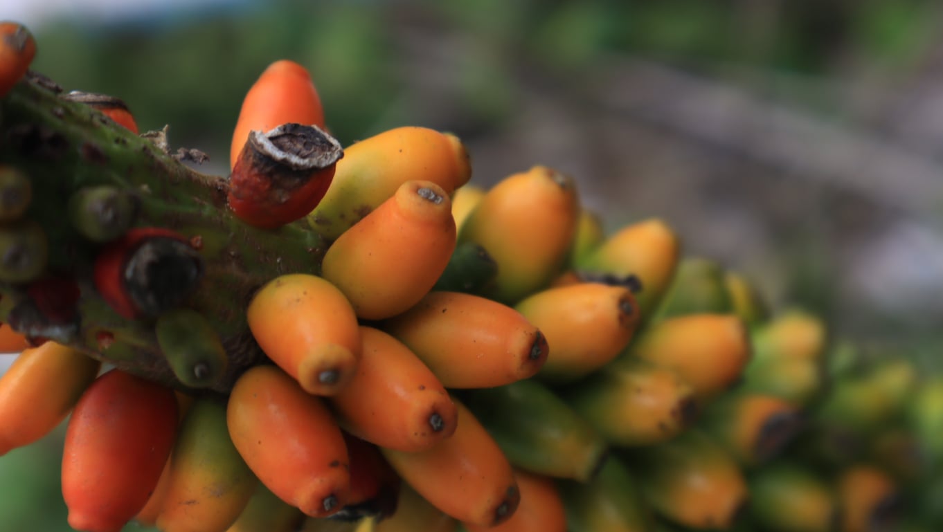 O glucomanano está disponível no Brasil em cápsulas, pó e até em macarrões de baixa caloria feitos à base da planta konjac – iStock/Amri Syam