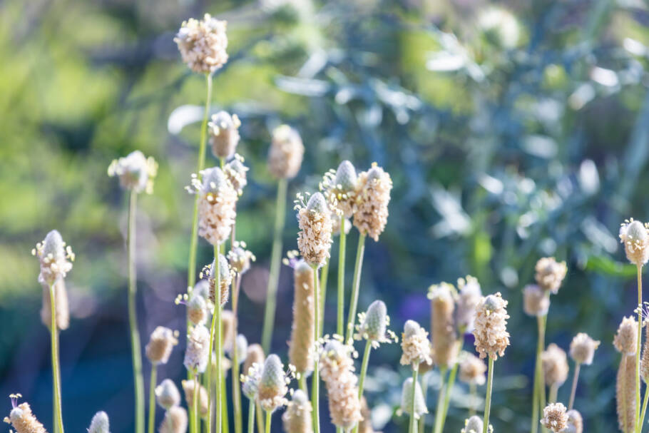 O psyllium ganhou popularidade nas redes sociais como um possível aliado no emagrecimento