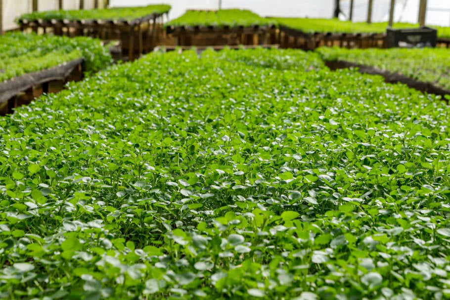 O agrião é considerado um superalimento por seu alto teor de vitamina C, ferro e cálcio