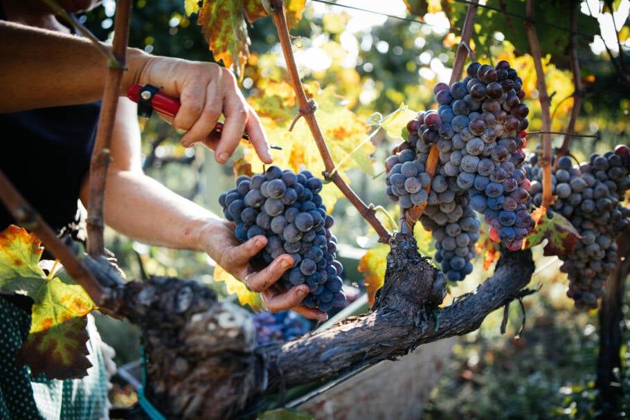 Não se deixe enganar pelo tamanho das uvas. Essas pequenas frutas, especialmente as vermelhas, são potentes fontes de saúde