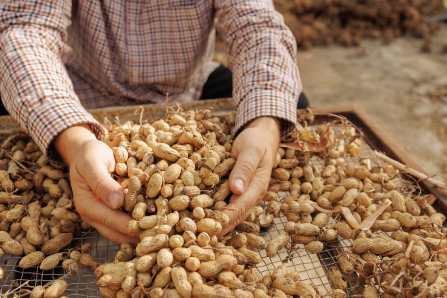 A análise mostrou que pessoas que consumiam cerca de 30 gramas de amendoim por dia apresentaram um risco 17% menor de desenvolver depressão