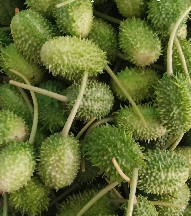 Maxixe é rico em fibras