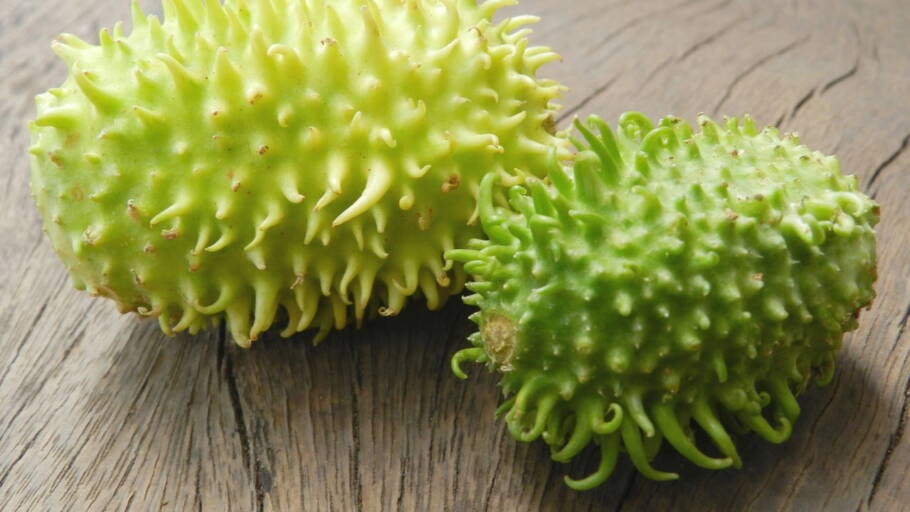 Maxixe é rico em fibras