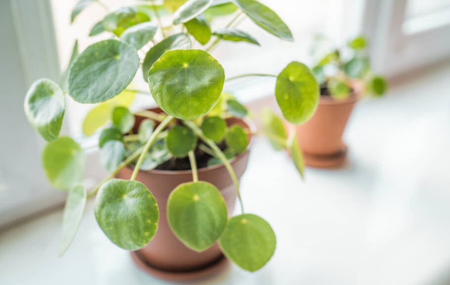 A Pilea é também conhecida como planta chinesa do dinheiro