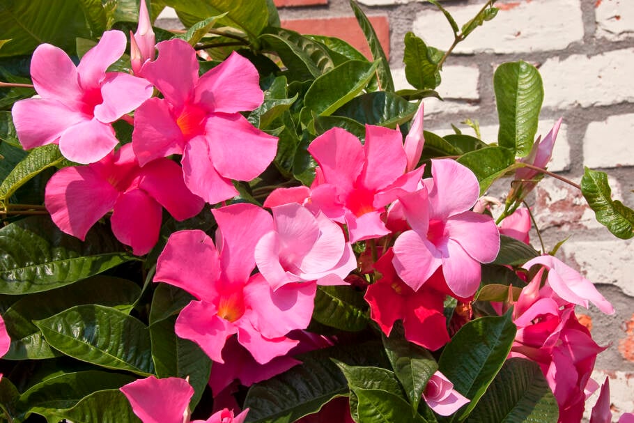 Cultivar mandevilla é relativamente fácil, o que a torna uma escolha ideal tanto para jardineiros iniciantes quanto experientes